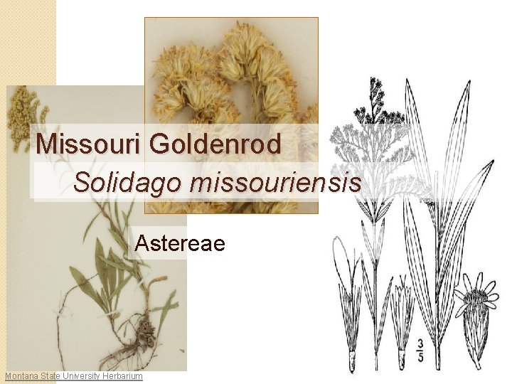 Missouri Goldenrod Solidago missouriensis Astereae Montana State University Herbarium 