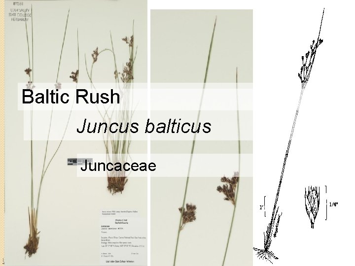Baltic Rush Juncus balticus Juncaceae University of Idaho Herbarium 