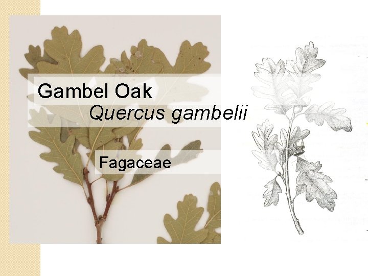 Gambel Oak Quercus gambelii Fagaceae 