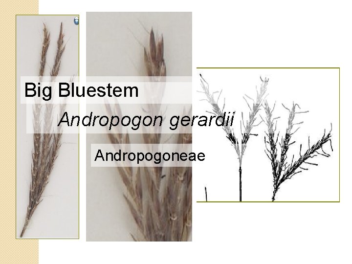 Big Bluestem Andropogon gerardii Andropogoneae 