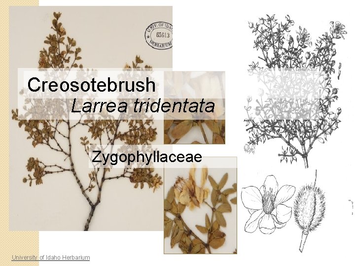 Creosotebrush Larrea tridentata Zygophyllaceae University of Idaho Herbarium 