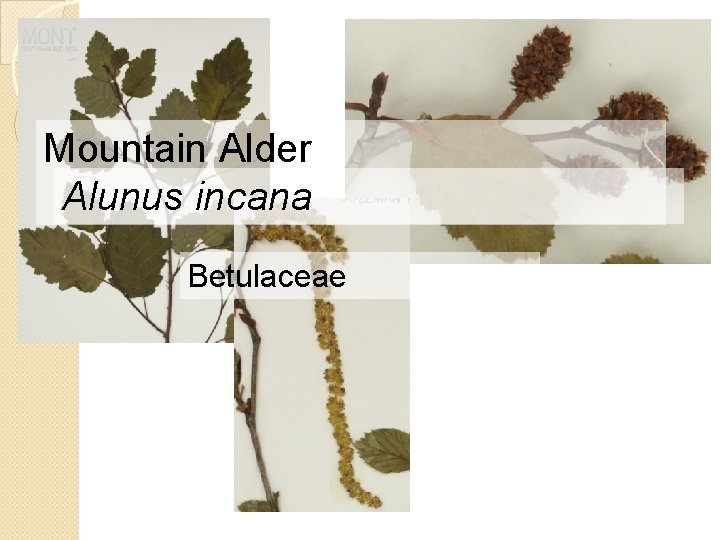 Mountain Alder Alunus incana Betulaceae 