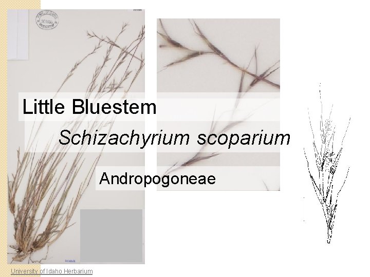 Little Bluestem Schizachyrium scoparium Andropogoneae University of Idaho Herbarium 