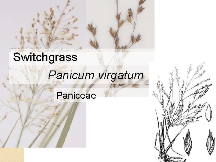 Switchgrass Panicum virgatum Paniceae 