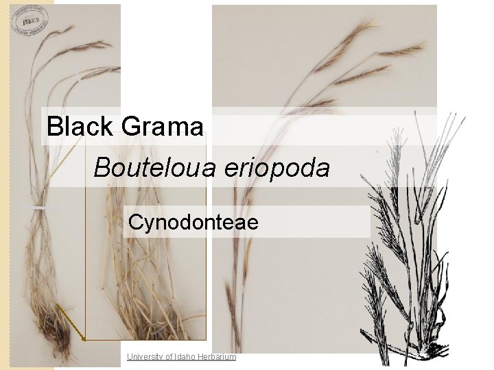 Black Grama Bouteloua eriopoda Cynodonteae University of Idaho Herbarium 