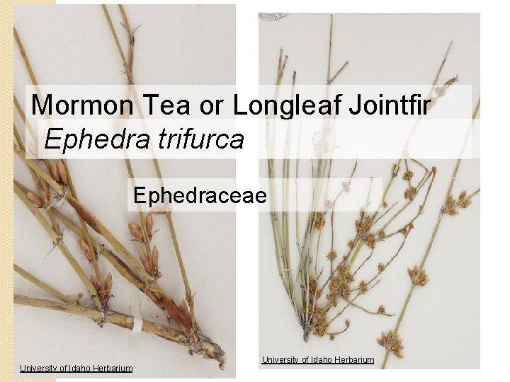 Mormon Tea or Longleaf Jointfir Ephedra trifurca Ephedraceae University of Idaho Herbarium 