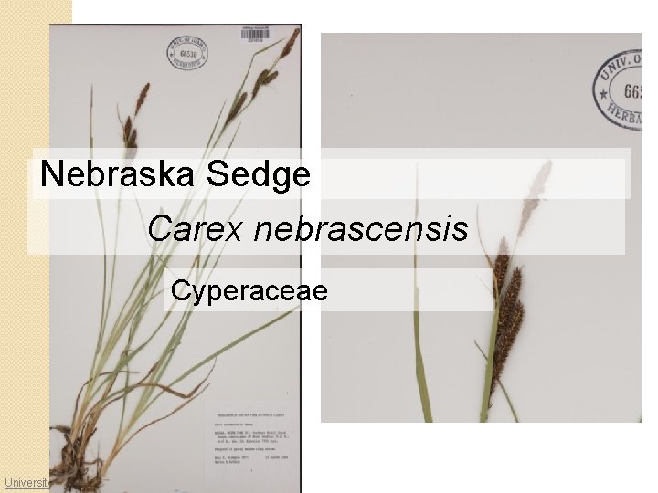 Nebraska Sedge Carex nebrascensis Cyperaceae University of Idaho Herbarium 