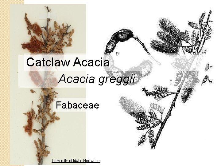 Catclaw Acacia greggii Fabaceae University of Idaho Herbarium 