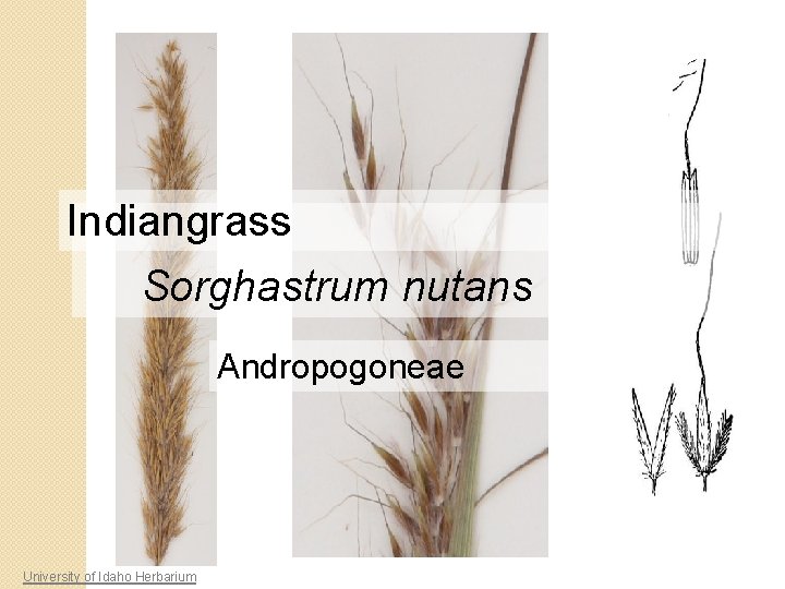 Indiangrass Sorghastrum nutans Andropogoneae University of Idaho Herbarium 