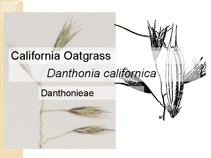 California Oatgrass Danthonia californica Danthonieae 