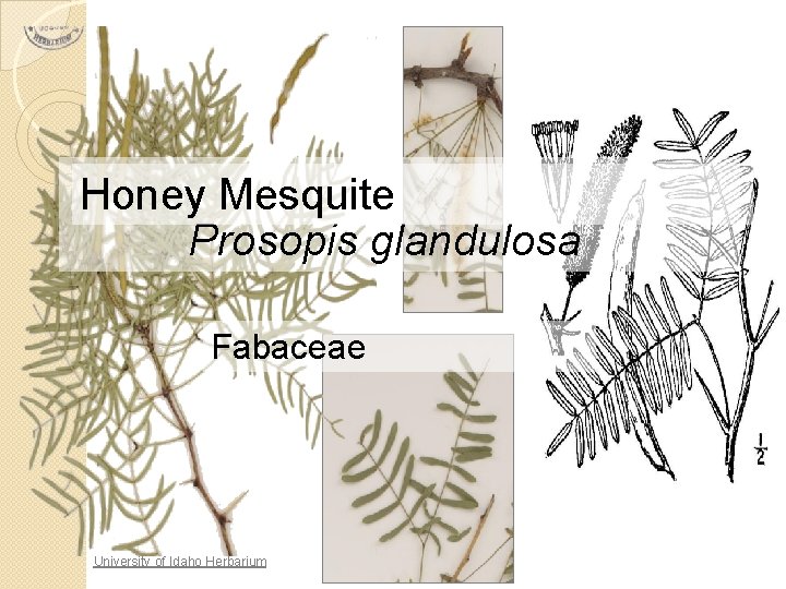 Honey Mesquite Prosopis glandulosa Fabaceae University of Idaho Herbarium 