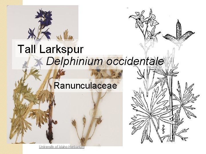 Tall Larkspur Delphinium occidentale Ranunculaceae University of Idaho Herbarium 