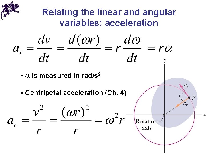 Relating the linear and angular variables: acceleration • α is measured in rad/s 2