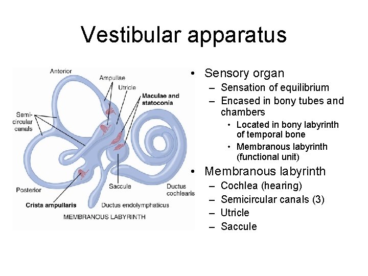Vestibular apparatus • Sensory organ – Sensation of equilibrium – Encased in bony tubes