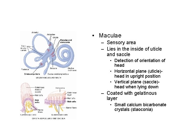  • Maculae – Sensory area – Lies in the inside of uticle and