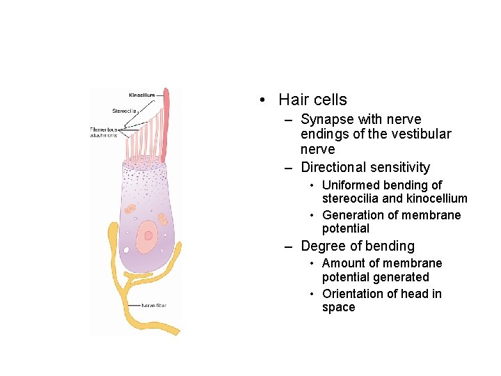  • Hair cells – Synapse with nerve endings of the vestibular nerve –