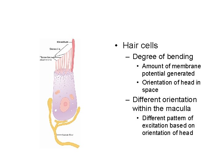  • Hair cells – Degree of bending • Amount of membrane potential generated