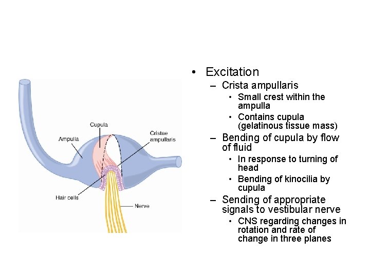  • Excitation – Crista ampullaris • Small crest within the ampulla • Contains