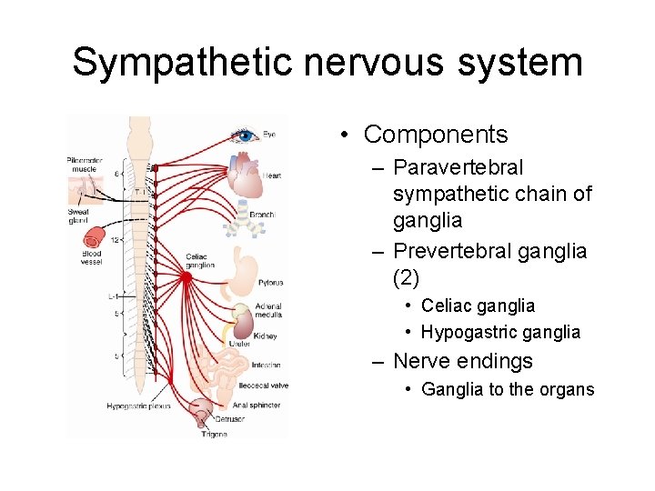 Sympathetic nervous system • Components – Paravertebral sympathetic chain of ganglia – Prevertebral ganglia