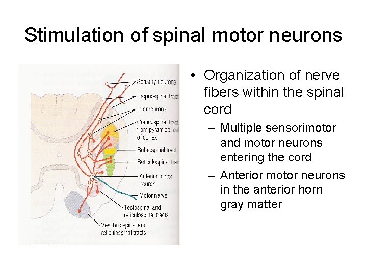 Stimulation of spinal motor neurons • Organization of nerve fibers within the spinal cord