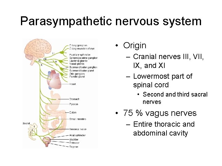 Parasympathetic nervous system • Origin – Cranial nerves III, VII, IX, and XI –
