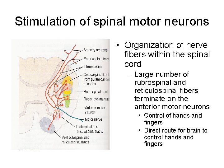 Stimulation of spinal motor neurons • Organization of nerve fibers within the spinal cord