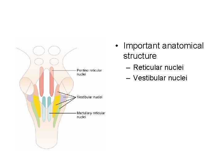  • Important anatomical structure – Reticular nuclei – Vestibular nuclei 
