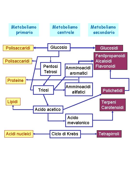 Metabolismo primario Metabolismo centrale Glucosio Polisaccaridi Glucosidi Polisaccaridi Pentosi Tetrosi Metabolismo secondario Amminoacidi aromatici
