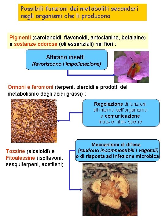 Possibili funzioni dei metaboliti secondari negli organismi che li producono Pigmenti (carotenoidi, flavonoidi, antocianine,