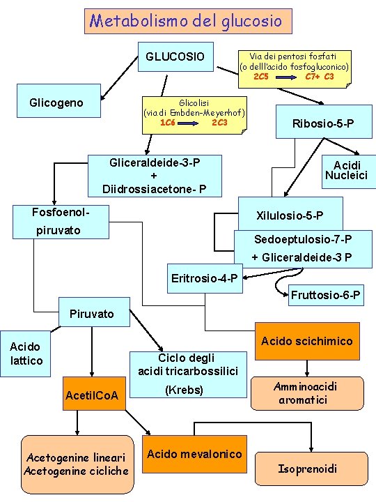 Metabolismo del glucosio GLUCOSIO Glicogeno Via dei pentosi fosfati (o delll’acido fosfogluconico) 2 C