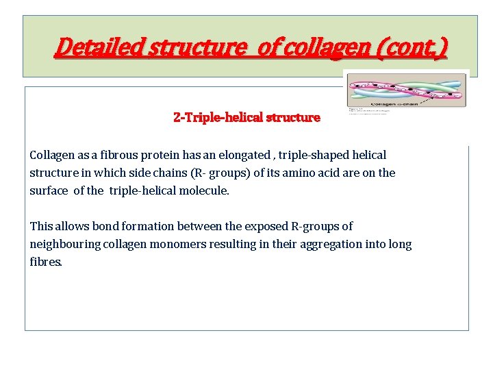 Detailed structure of collagen (cont. ) 2 -Triple-helical structure Collagen as a fibrous protein