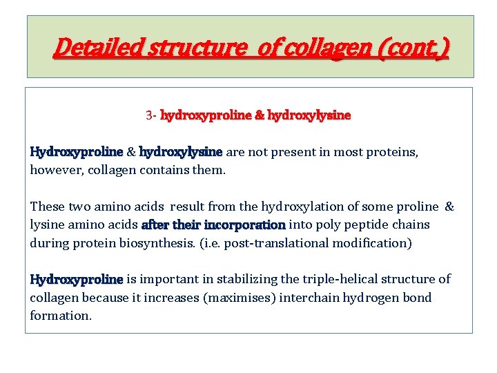 Detailed structure of collagen (cont. ) 3 - hydroxyproline & hydroxylysine Hydroxyproline & hydroxylysine