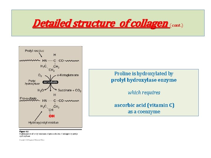 Detailed structure of collagen (cont. ) Proline is hydroxylated by prolyl hydroxylase enzyme which