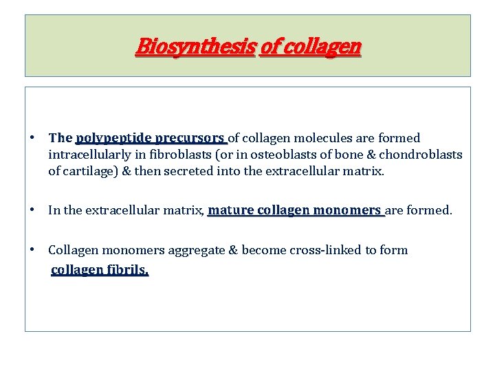 Biosynthesis of collagen • The polypeptide precursors of collagen molecules are formed intracellularly in