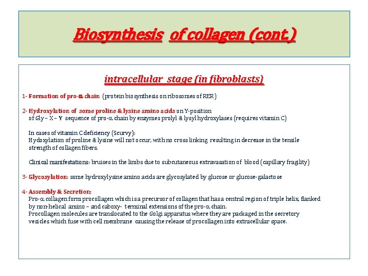 Biosynthesis of collagen (cont. ) intracellular stage (in fibroblasts) 1 - Formation of pro-a