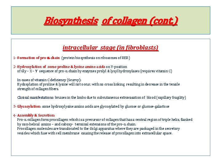 Biosynthesis of collagen (cont. ) intracellular stage (in fibroblasts) 1 - Formation of pro-a