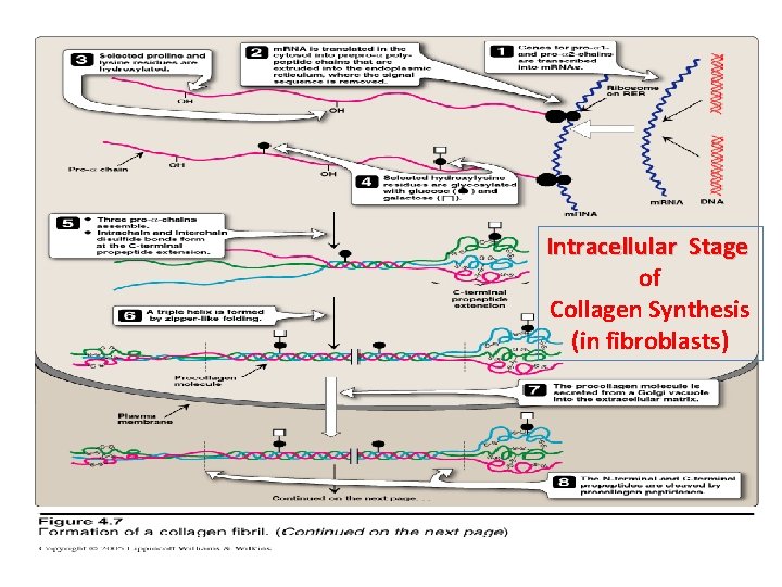 Intracellular Stage of Collagen Synthesis (in fibroblasts) 