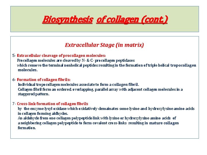 Biosynthesis of collagen (cont. ) Extracellular Stage (in matrix) 5 - Extracellular cleavage of