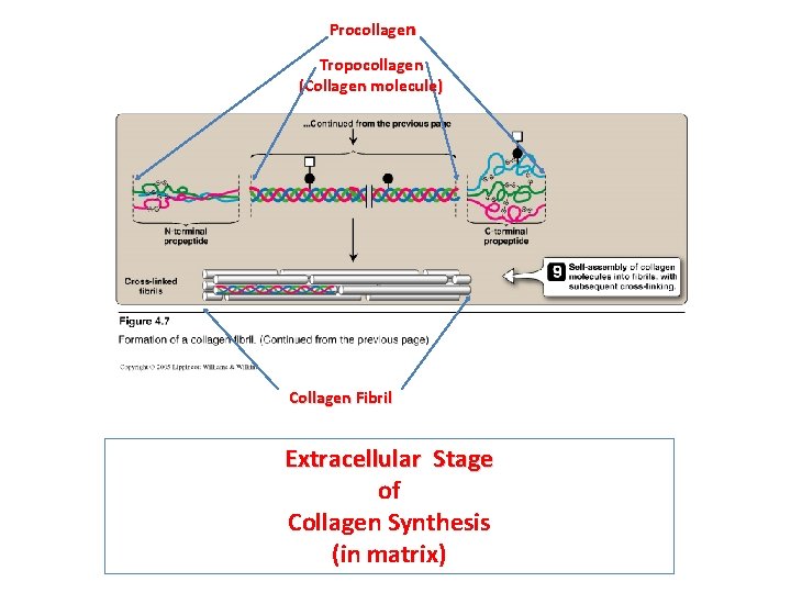 Procollagen Tropocollagen (Collagen molecule) Collagen Fibril Extracellular Stage of Collagen Synthesis (in matrix) 