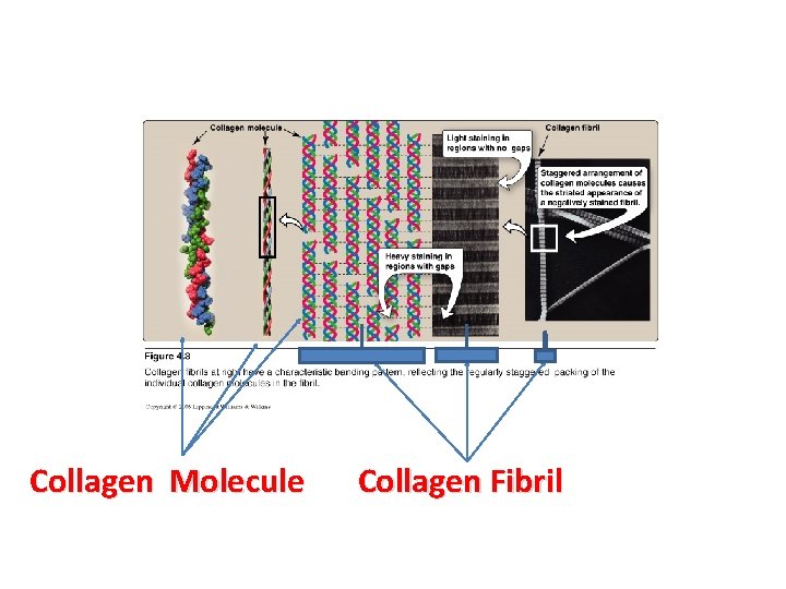 Collagen Molecule Collagen Fibril 