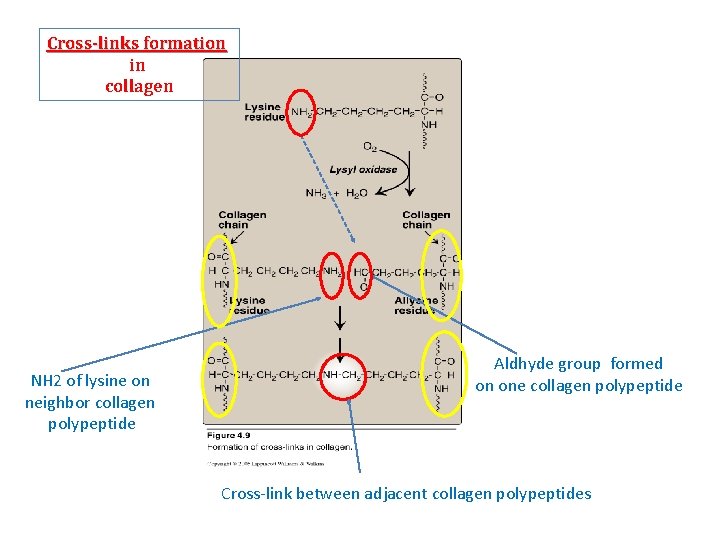 Cross-links formation in collagen NH 2 of lysine on neighbor collagen polypeptide Aldhyde group