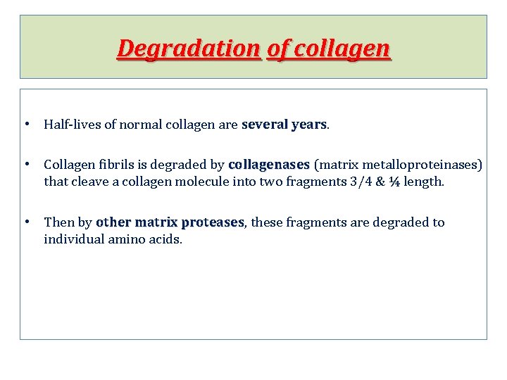 Degradation of collagen • Half-lives of normal collagen are several years • Collagen fibrils