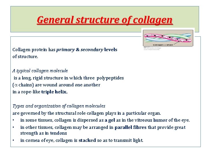 General structure of collagen Collagen protein has primary & secondary levels of structure. A