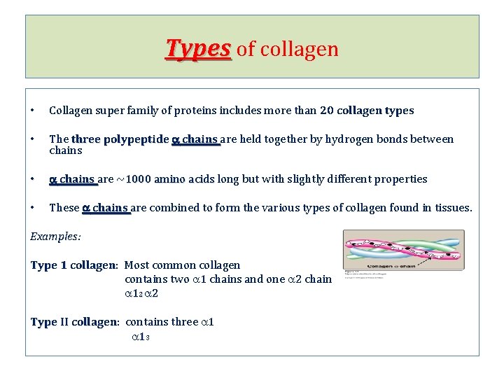 Types of collagen • Collagen super family of proteins includes more than 20 collagen