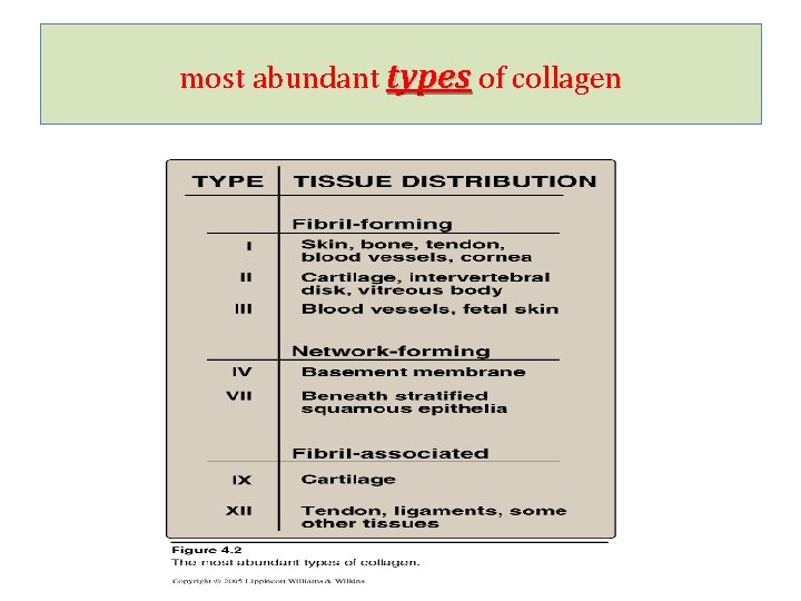 most abundant types of collagen 