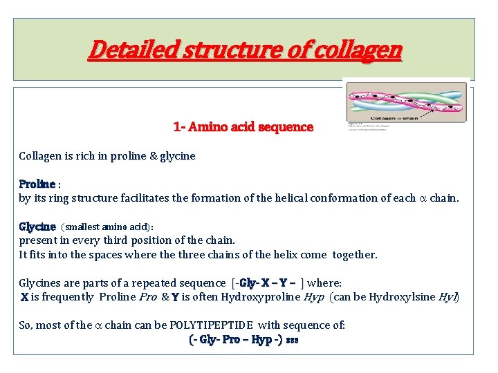 Detailed structure of collagen 1 - Amino acid sequence Collagen is rich in proline