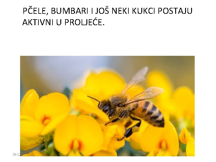 PČELE, BUMBARI I JOŠ NEKI KUKCI POSTAJU AKTIVNI U PROLJEĆE. 29. 12. 2021. Željka