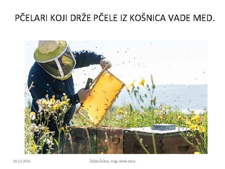 PČELARI KOJI DRŽE PČELE IZ KOŠNICA VADE MED. 29. 12. 2021. Željka Šoštar, mag.