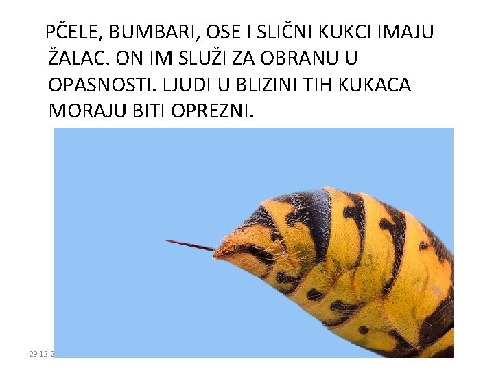 PČELE, BUMBARI, OSE I SLIČNI KUKCI IMAJU ŽALAC. ON IM SLUŽI ZA OBRANU U