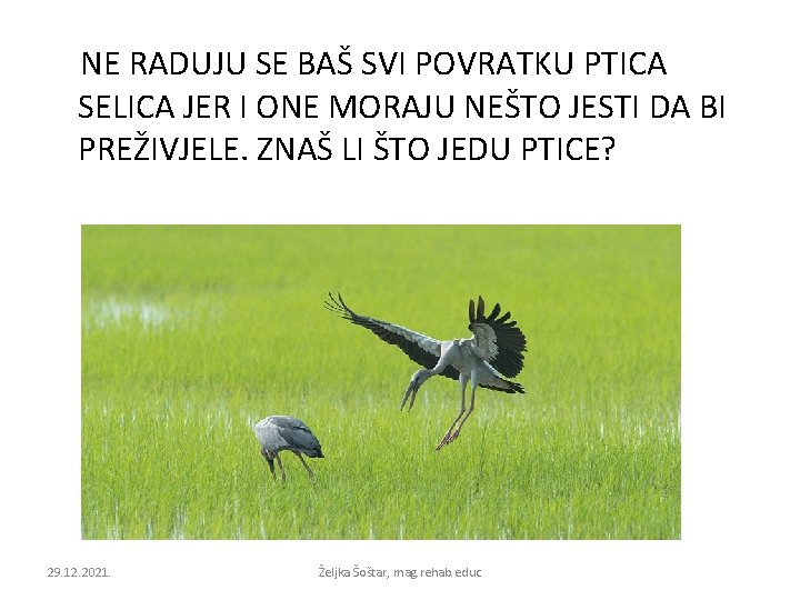 NE RADUJU SE BAŠ SVI POVRATKU PTICA SELICA JER I ONE MORAJU NEŠTO JESTI